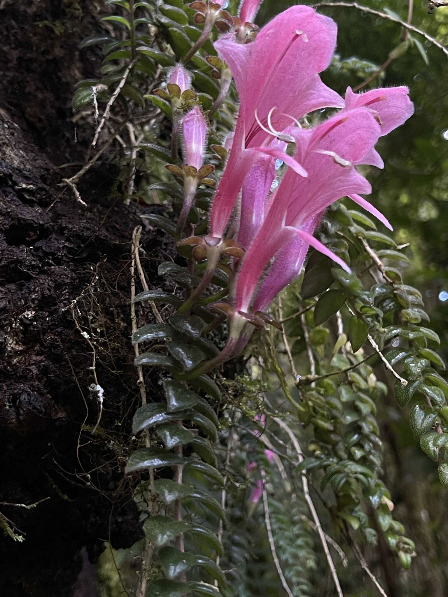 Image of Columnea chiricana Wiehler