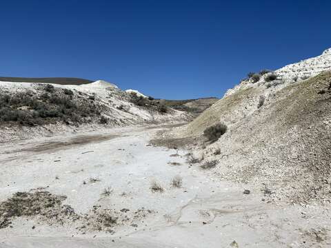 Image of bentonite desertparsley