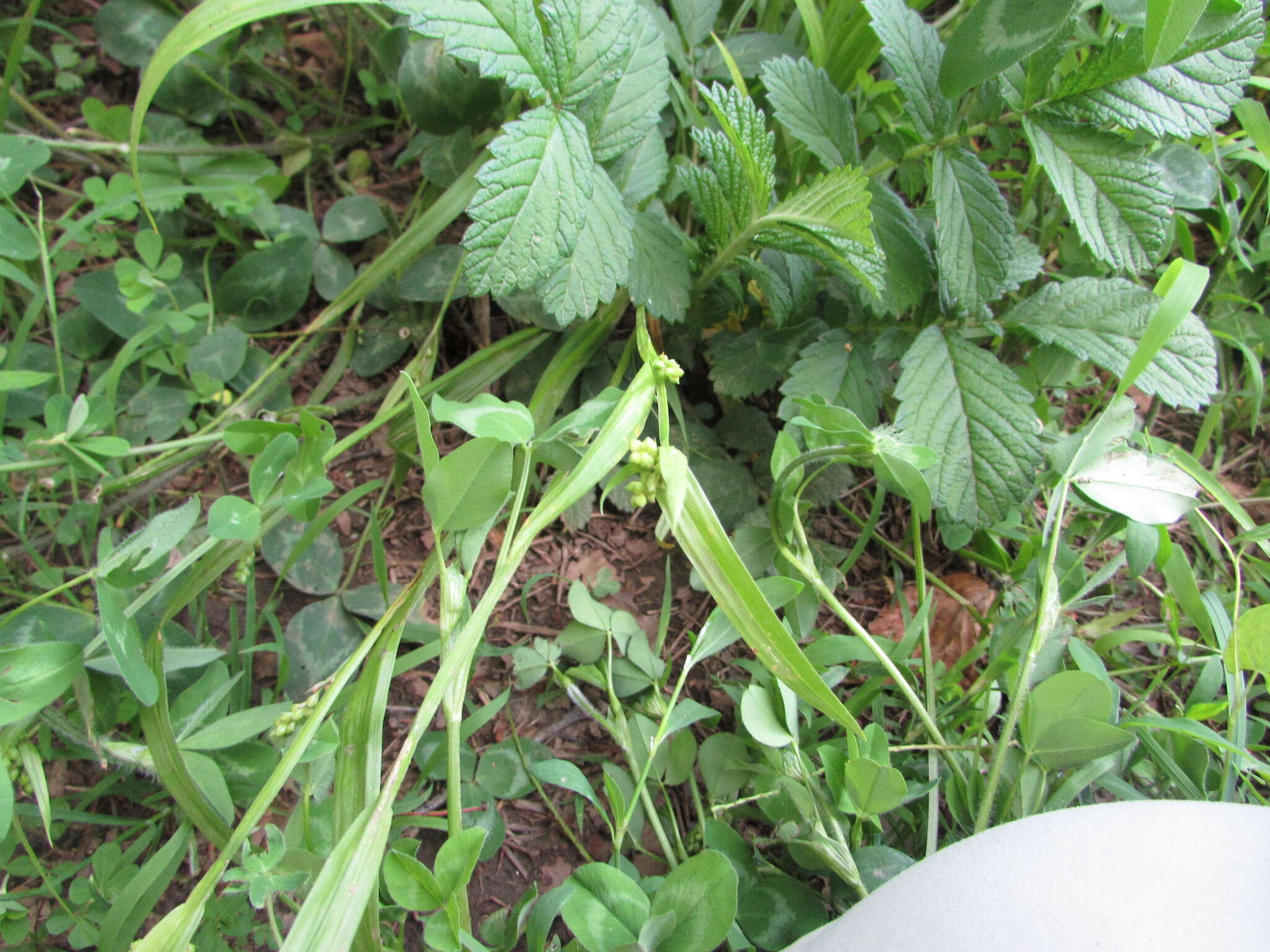 Image of eastern woodland sedge