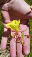 Oenothera heterophylla Spach的圖片