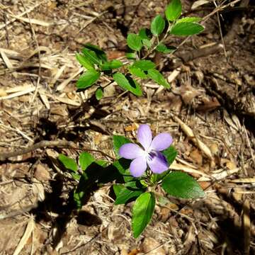 Imagem de Viola capillaris Pers.