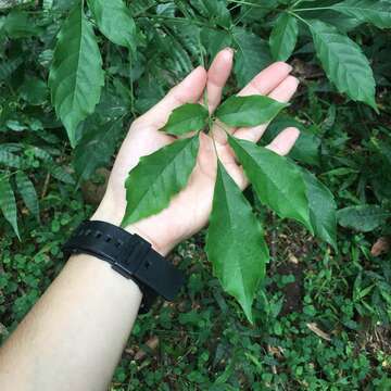 Image of Vitex quinata (Lour.) F. N. Williams