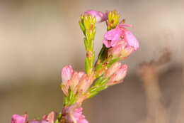 Image of Cud Heath