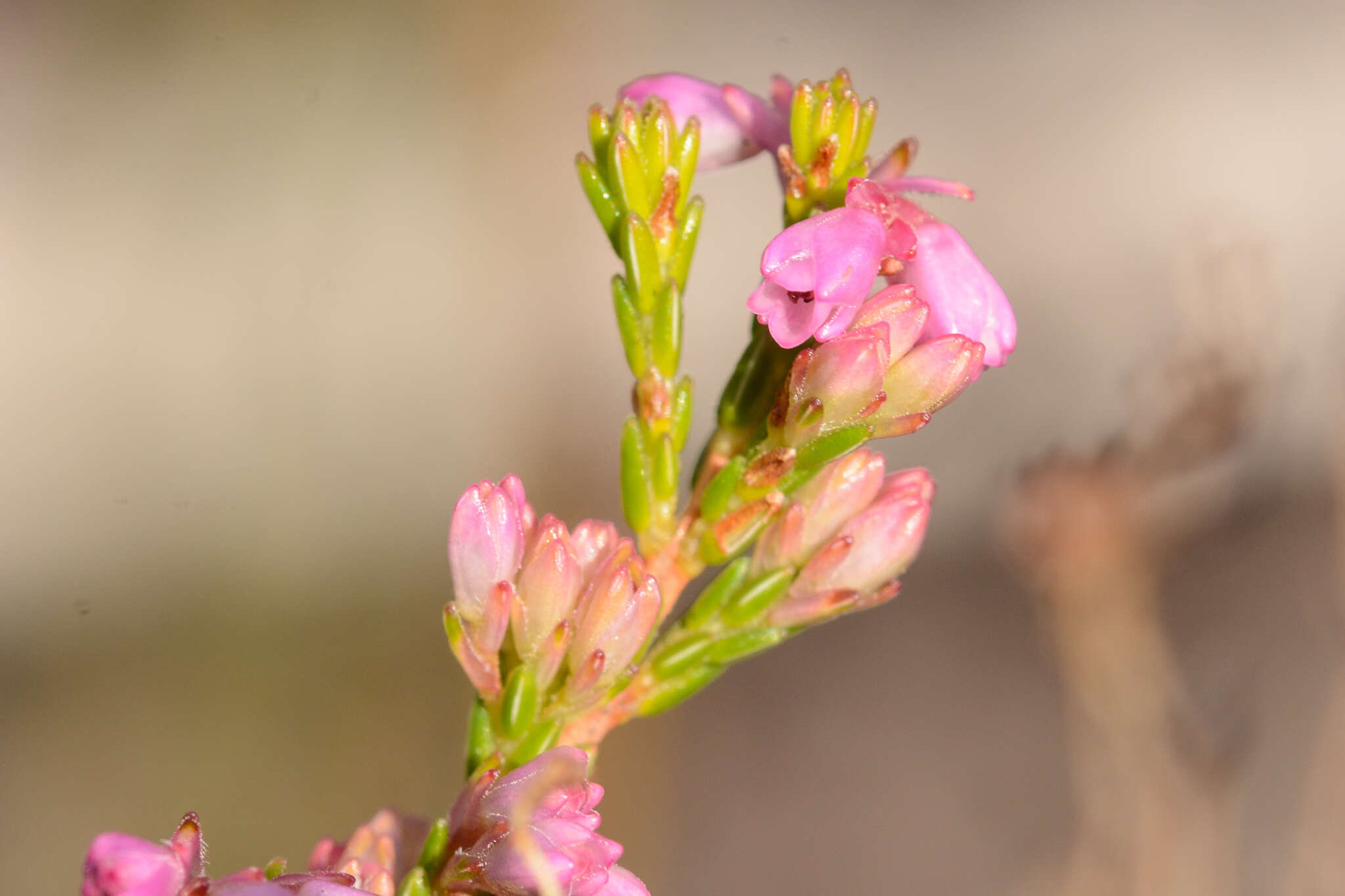 Image of Cud Heath