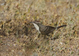 Image of Chestnut-crowned Babbler