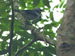 Image of Tangara mexicana brasiliensis (Linnaeus 1766)