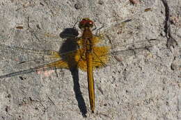 Image of Yellow-winged Darter