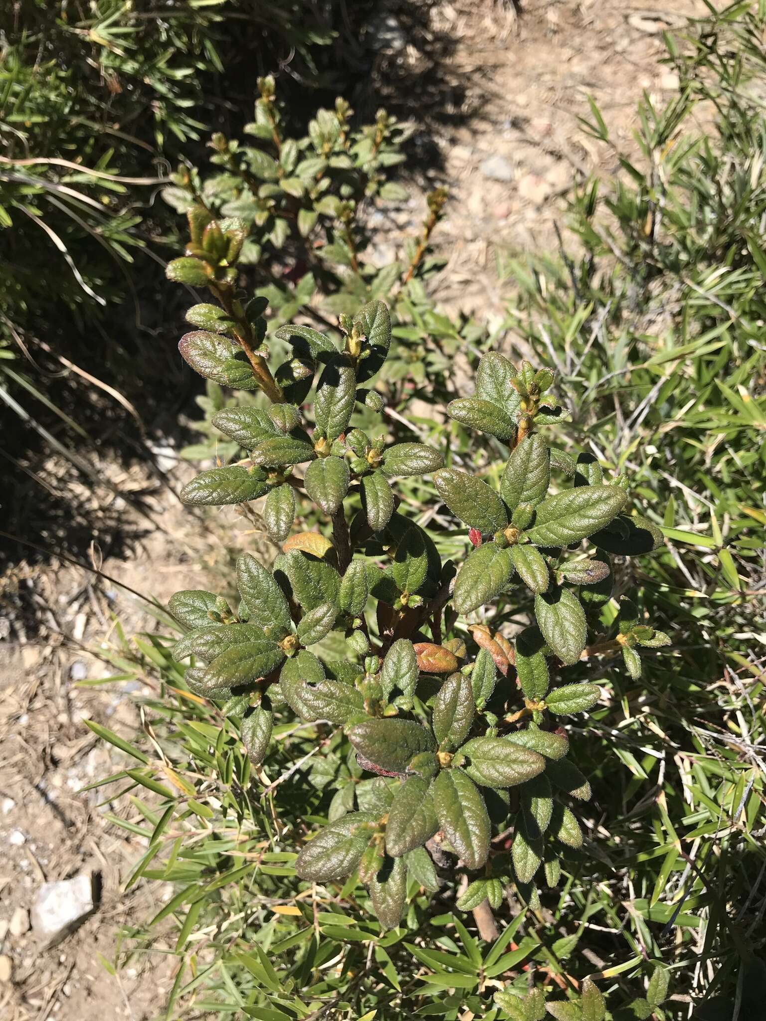 Image of Rhododendron rubropilosum var. taiwanalpinum (Ohwi) S. S. Ying