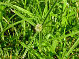 Image of Cyperus aromaticus (Ridl.) Mattf. & Kük.