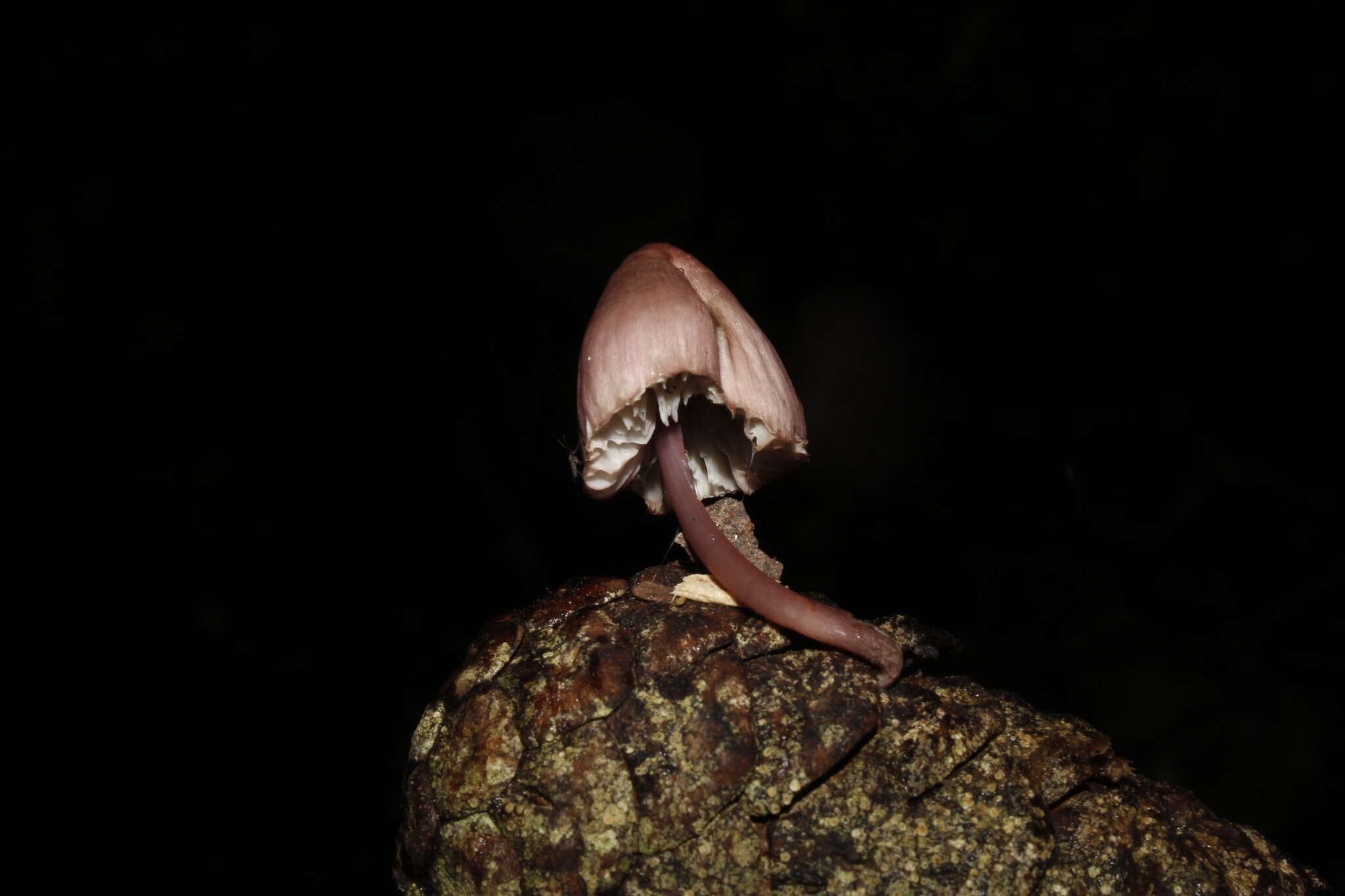 Image of Mycena seynii Quél. 1877