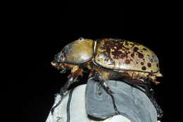 Image of Eastern Hercules Beetle