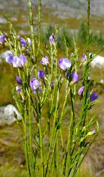 Plancia ëd <i>Psoralea rigidula</i> C. H. Stirt.