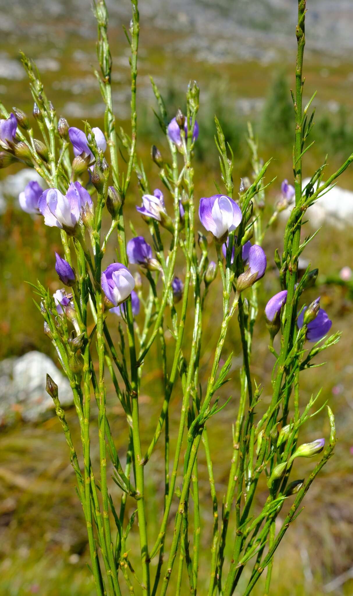 Image of <i>Psoralea rigidula</i> C. H. Stirt.