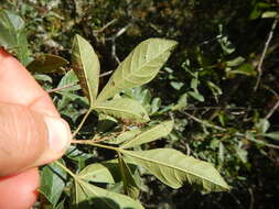 Image of Searsia rehmanniana var. glabrata (Sond.) Moffett