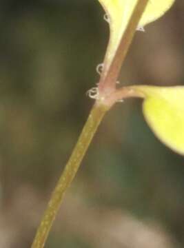 Image of Stellaria decipiens Hook. fil.