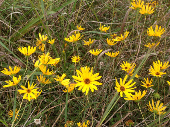 Image of swamp sunflower