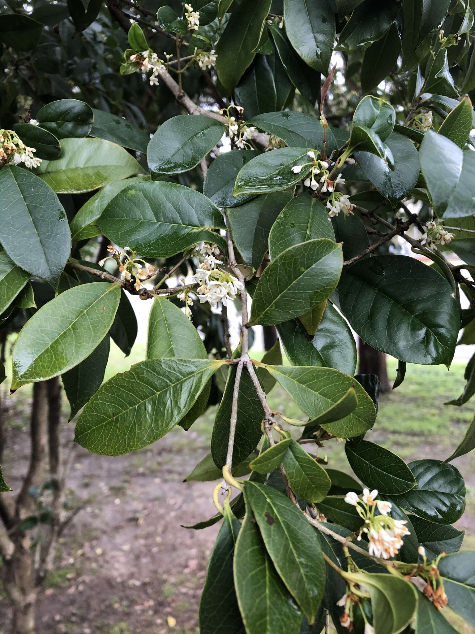 Imagem de Osmanthus fragrans Lour.