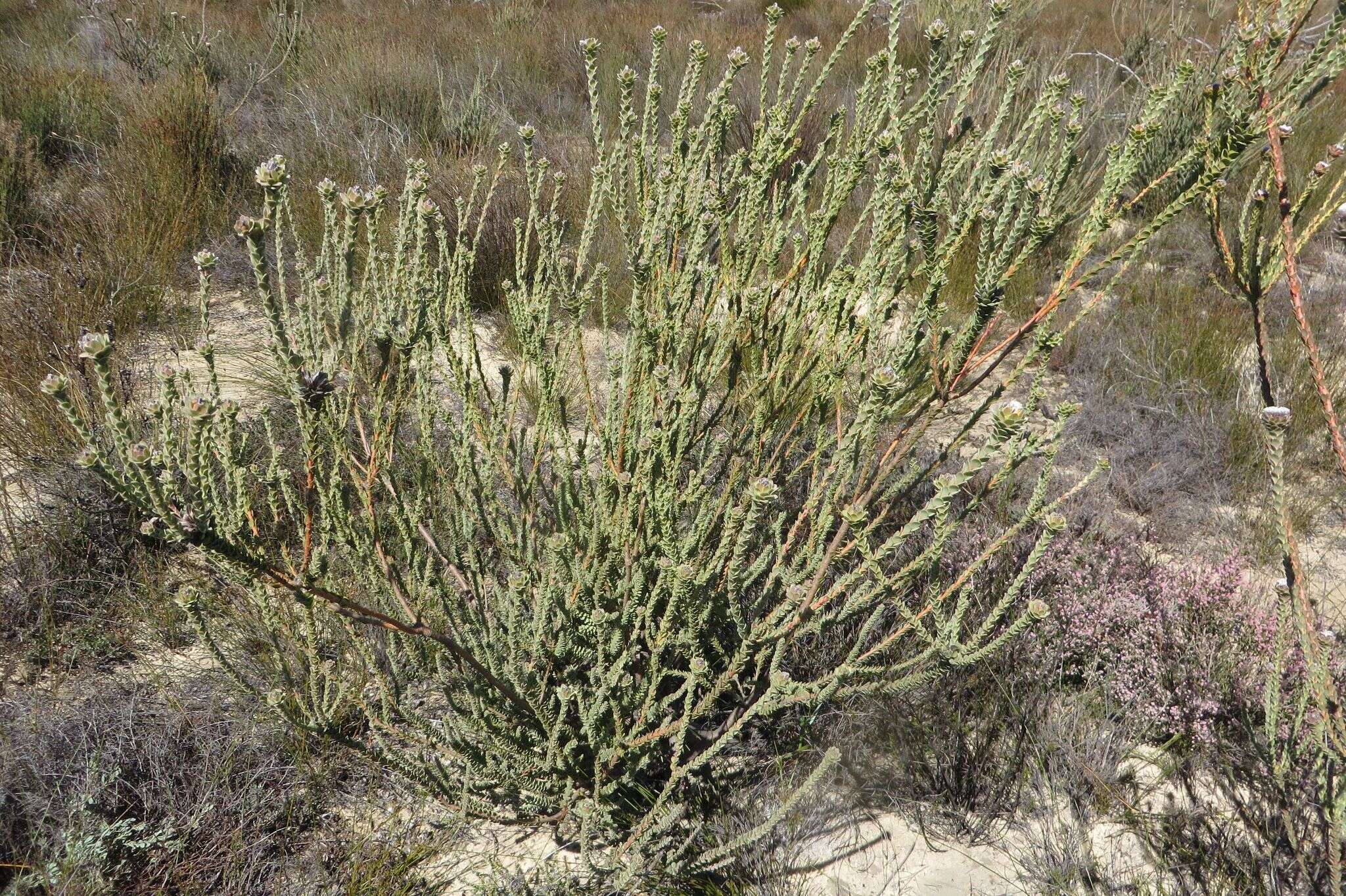 Image of Leucadendron concavum I. Williams