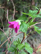 Image de Rubus spectabilis Pursh