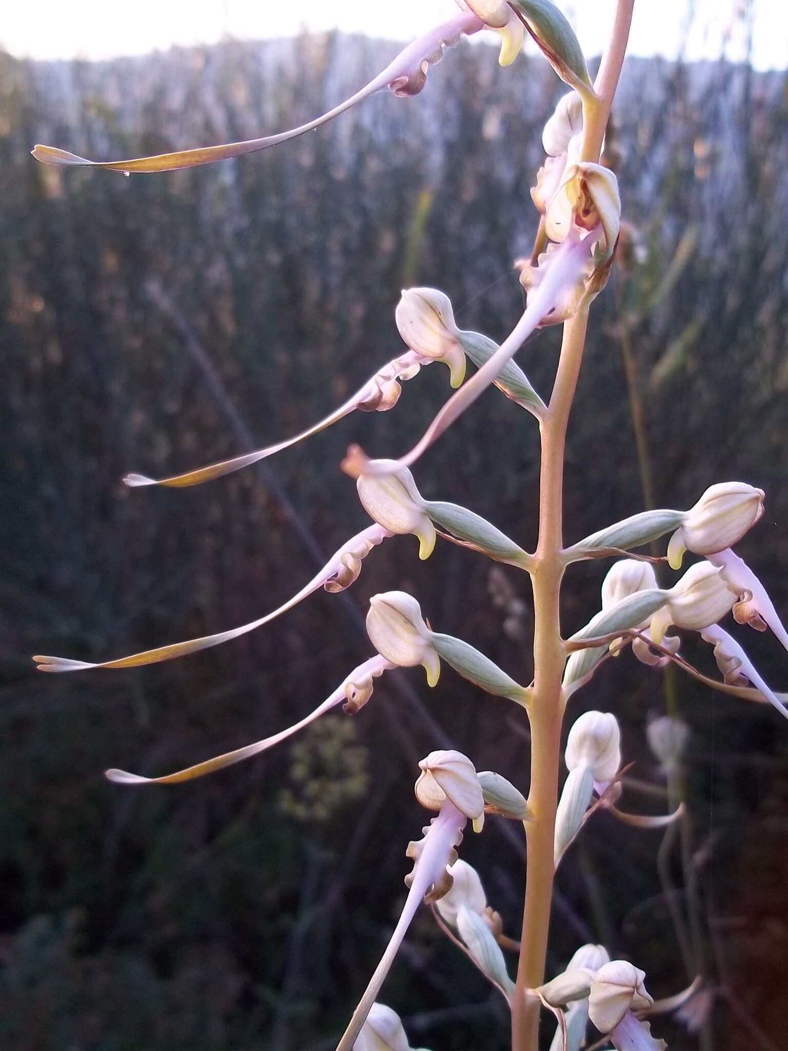 Image of Himantoglossum caprinum subsp. caprinum