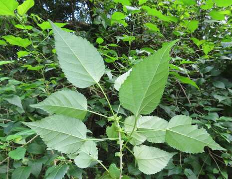 Image of Acalypha glabrata f. glabrata