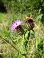 Image de Centaurea nemoralis Jord.