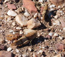 Sivun Sphingonotus (Sphingonotus) lluciapomaresi (Defaut 2005) kuva