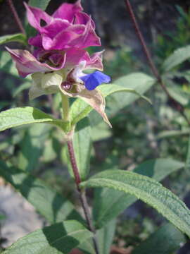 Image of Salvia mexiae Epling