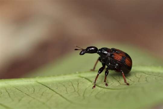 Image of Strigapoderus javanicus Legalov 2003