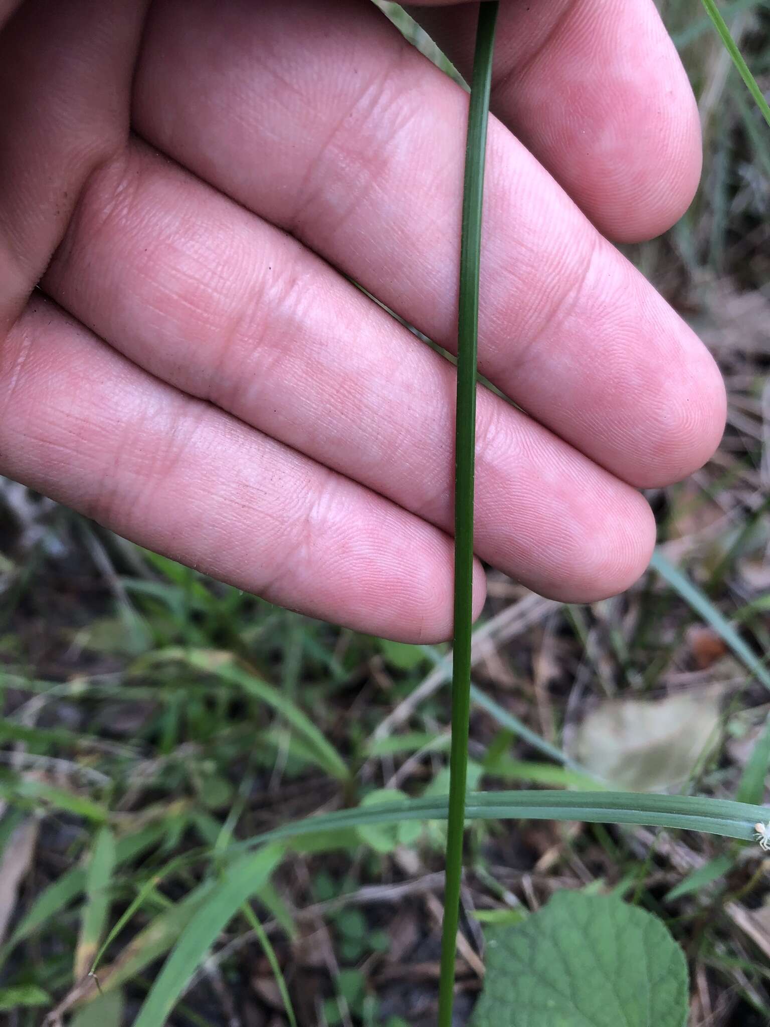 Image of Swamp Flat Sedge