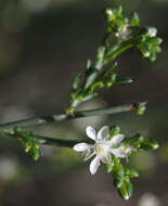 Image of Macarthuria australis Hueg. ex Endl.