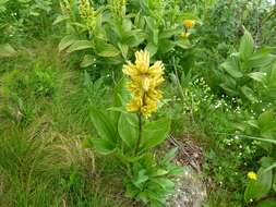 Image of Spotted Gentian