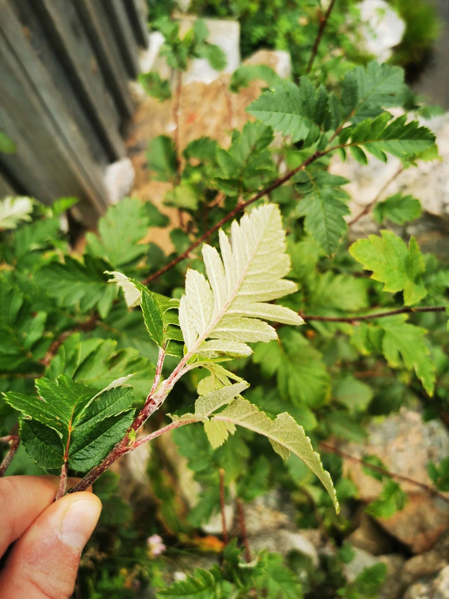 Plancia ëd Hedlundia hybrida (L.) Sennikov & Kurtto