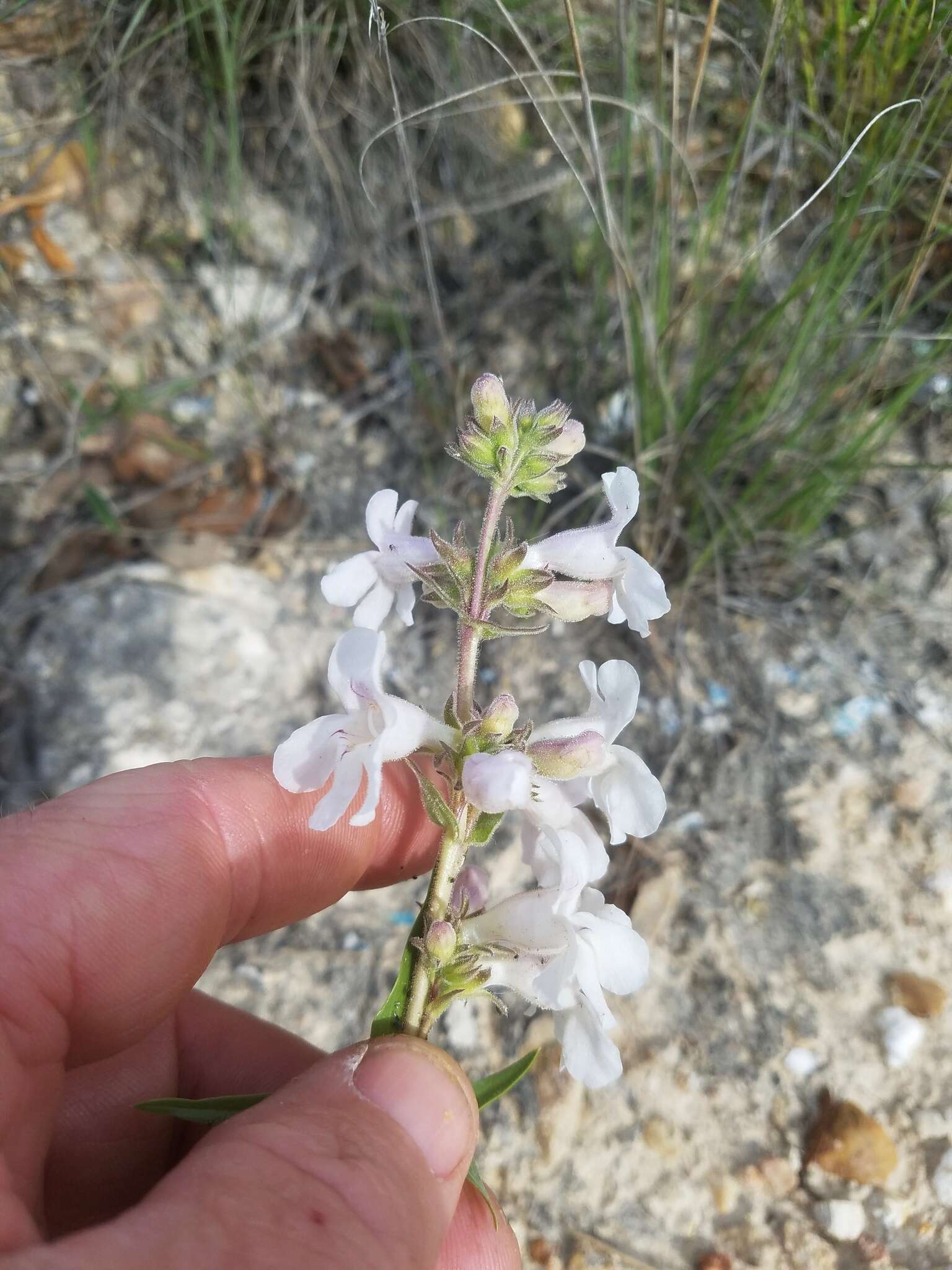 Image of Guadalupe beardtongue