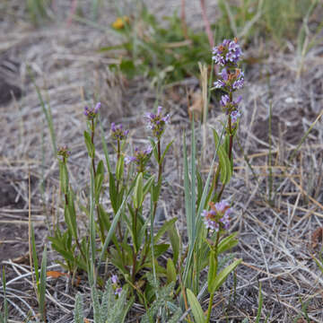 Image of Shasta beardtongue