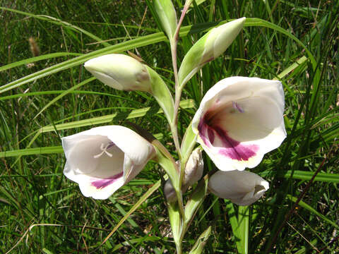 Image of goldblotch gladiolus