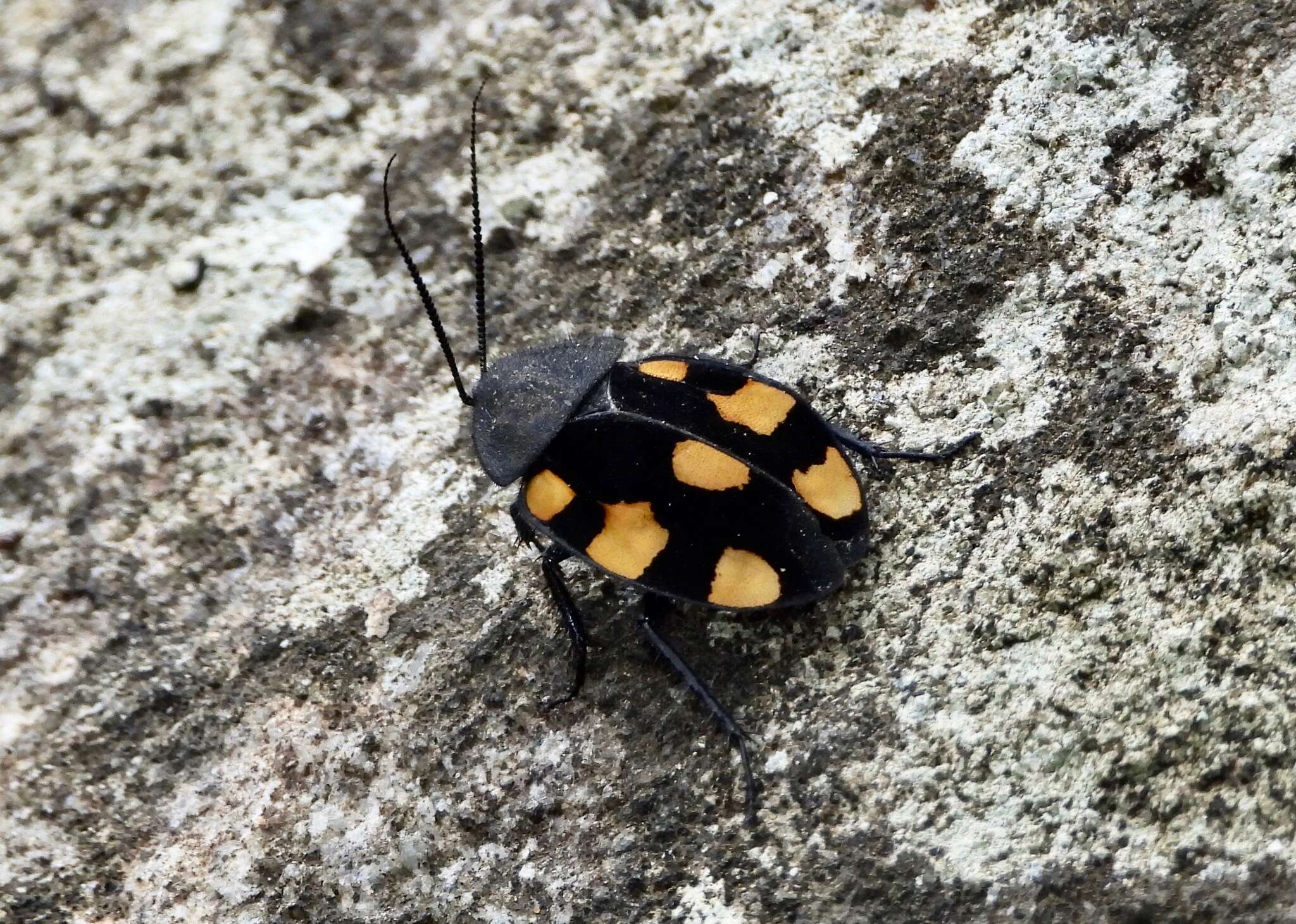 Image of Therea regularis Grandcolas 1993