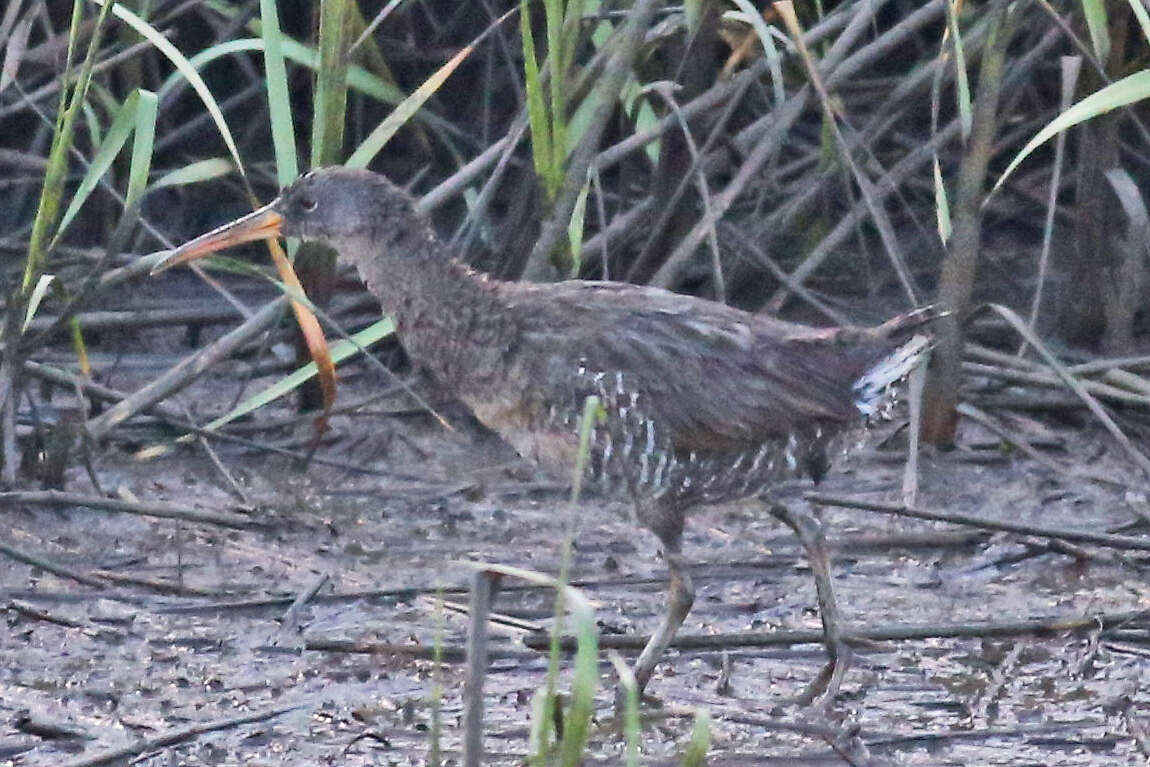 Image of Clapper Rail