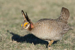 Image of Lesser Prairie Chicken