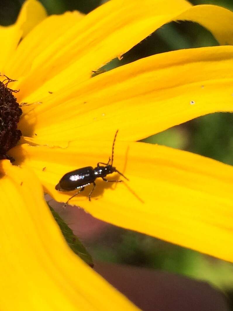 Diabrotica cristata (Harris 1836) resmi