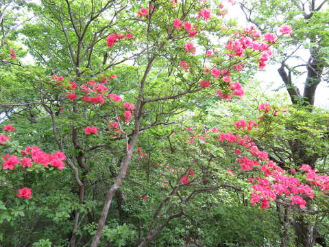 Image of Rhododendron kaempferi Planch.