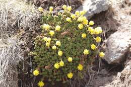 Image of Saxifraga scleropoda Somm. & Levier.