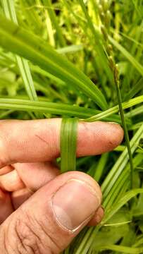 Imagem de Carex stipata var. stipata