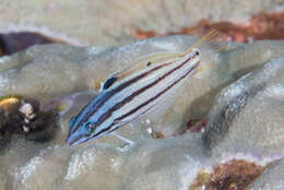 Image of Half-grey wrasse