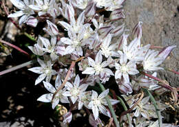 Image of largeflower onion