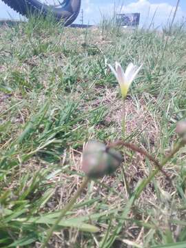 Imagem de Zephyranthes mesochloa Herb. ex Lindl.