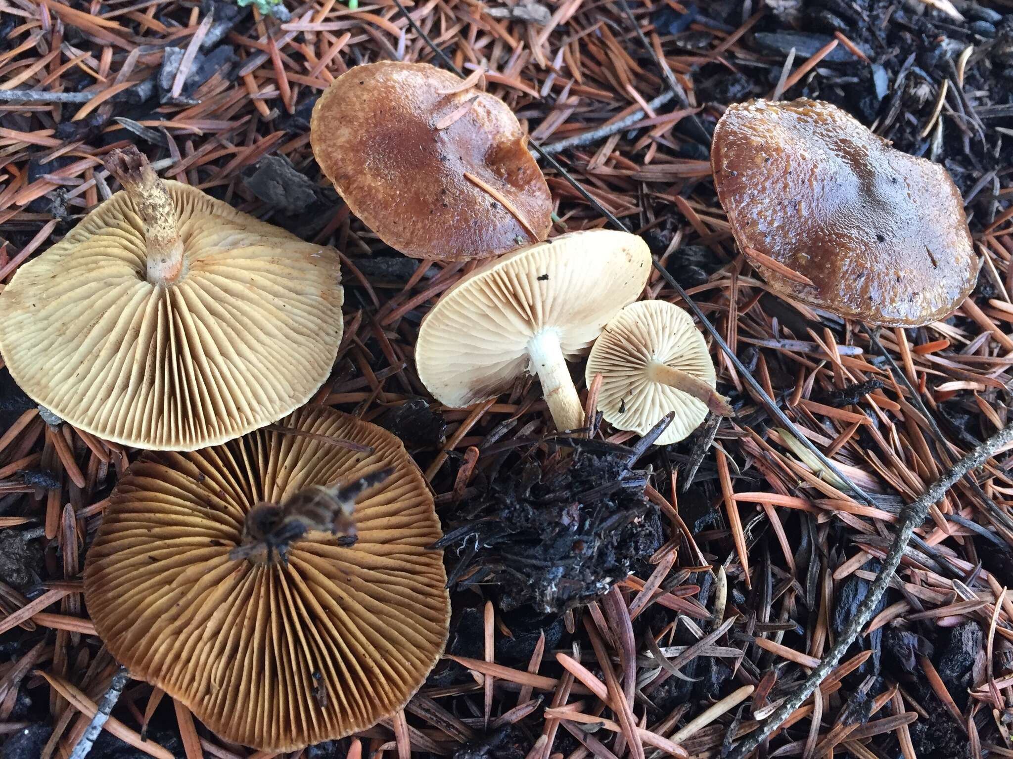 Image of Pholiota velaglutinosa A. H. Sm. & Hesler 1968