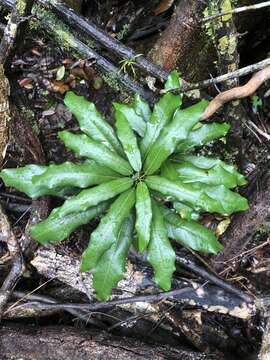 Image of Carronia multisepalea F. Müll.