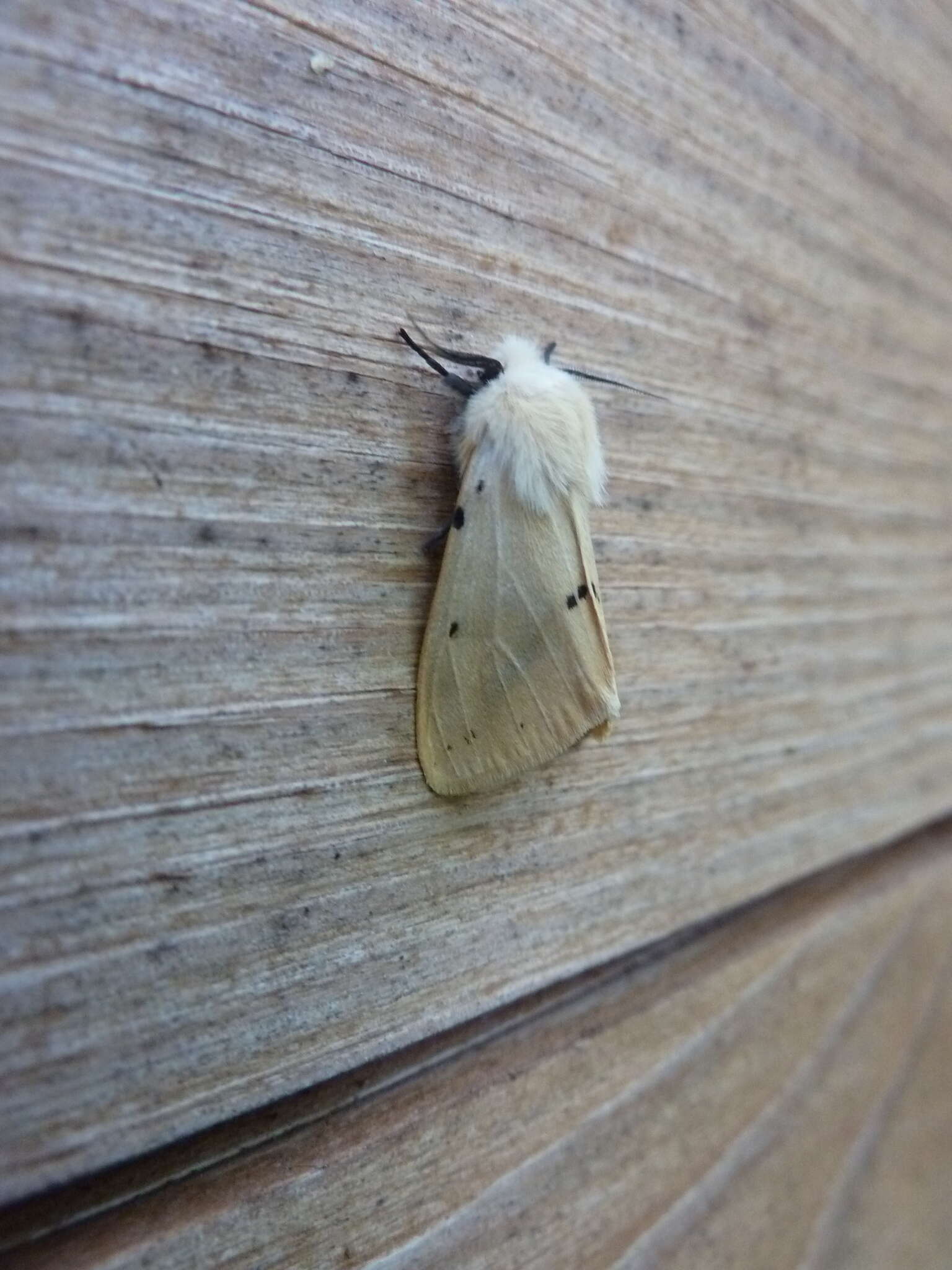 Spilosoma lutea Hüfnagel 1766 resmi