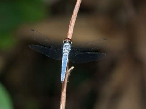 Слика од Brachydiplax duivenbodei (Brauer 1866)